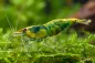 Preview: Green Jade Garnele im Aquarium